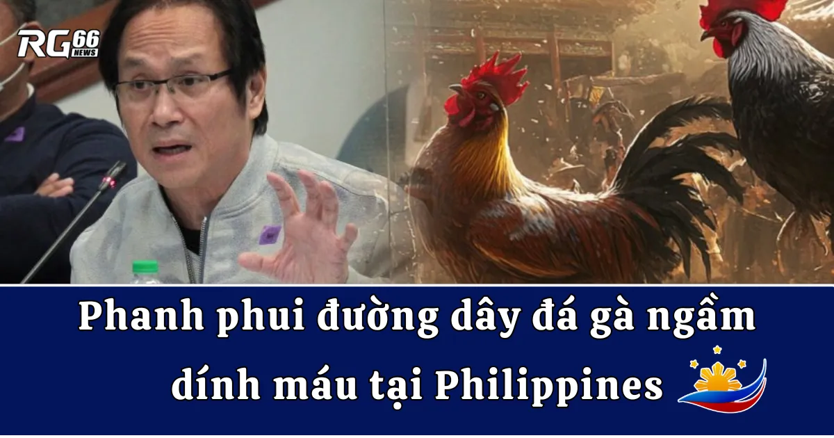 Phanh phui đường dây đá gà ngầm dính máu tại Philippines
